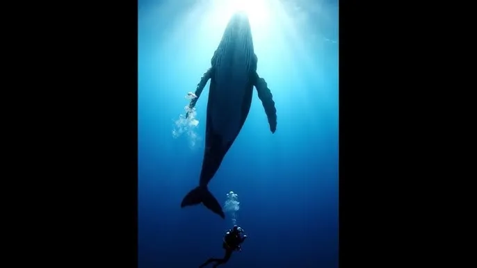 欧美四房播播 - 深蓝星球：探索海洋深处的未知世界